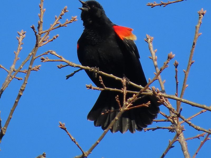 Red-winged Blackbird - ML321055491