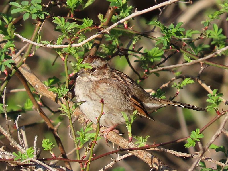 White-throated Sparrow - ML321055911