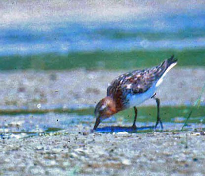 Red-necked Stint - Don Roberson