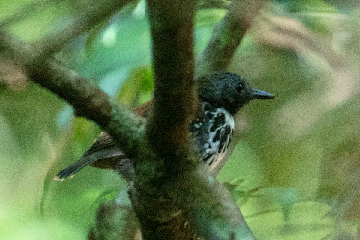 Spotted Antbird - James Timmons
