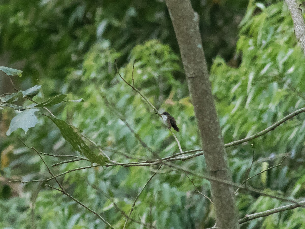 Green-fronted Hummingbird (Cinnamon-sided) - ML321063021