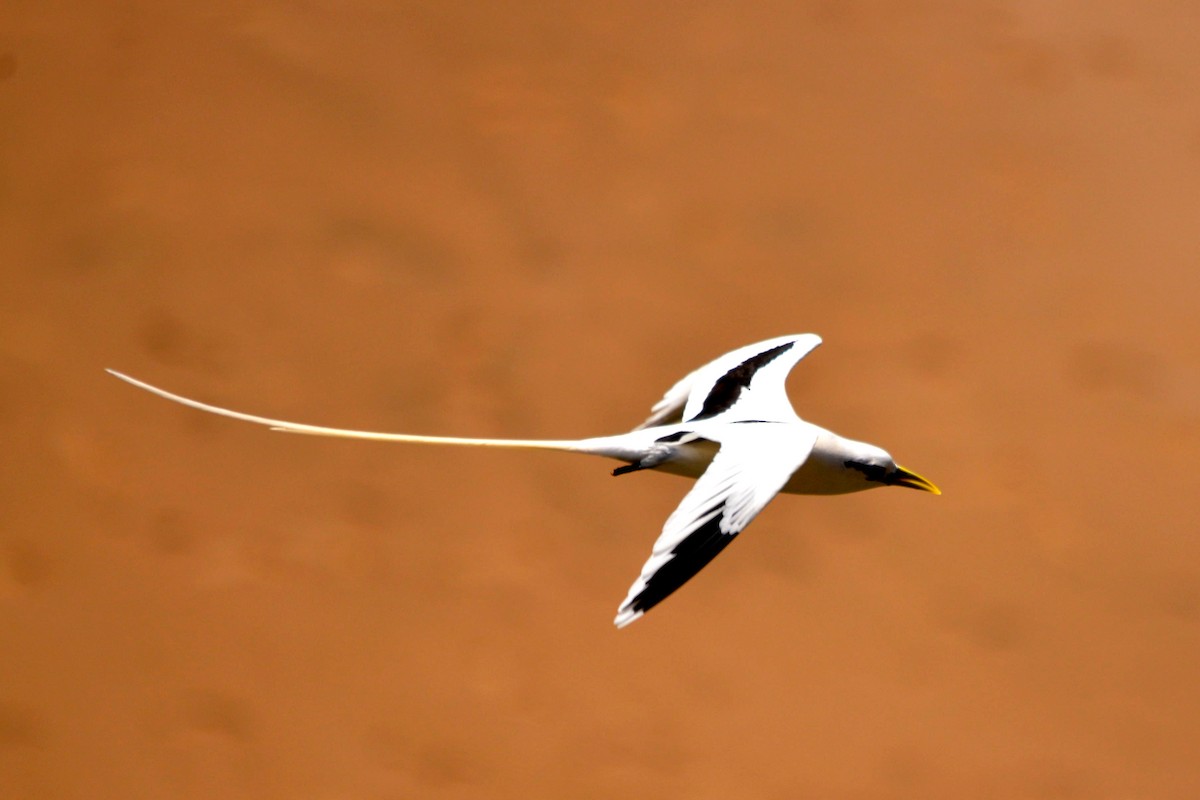 White-tailed Tropicbird - Luiz Carlos Ramassotti
