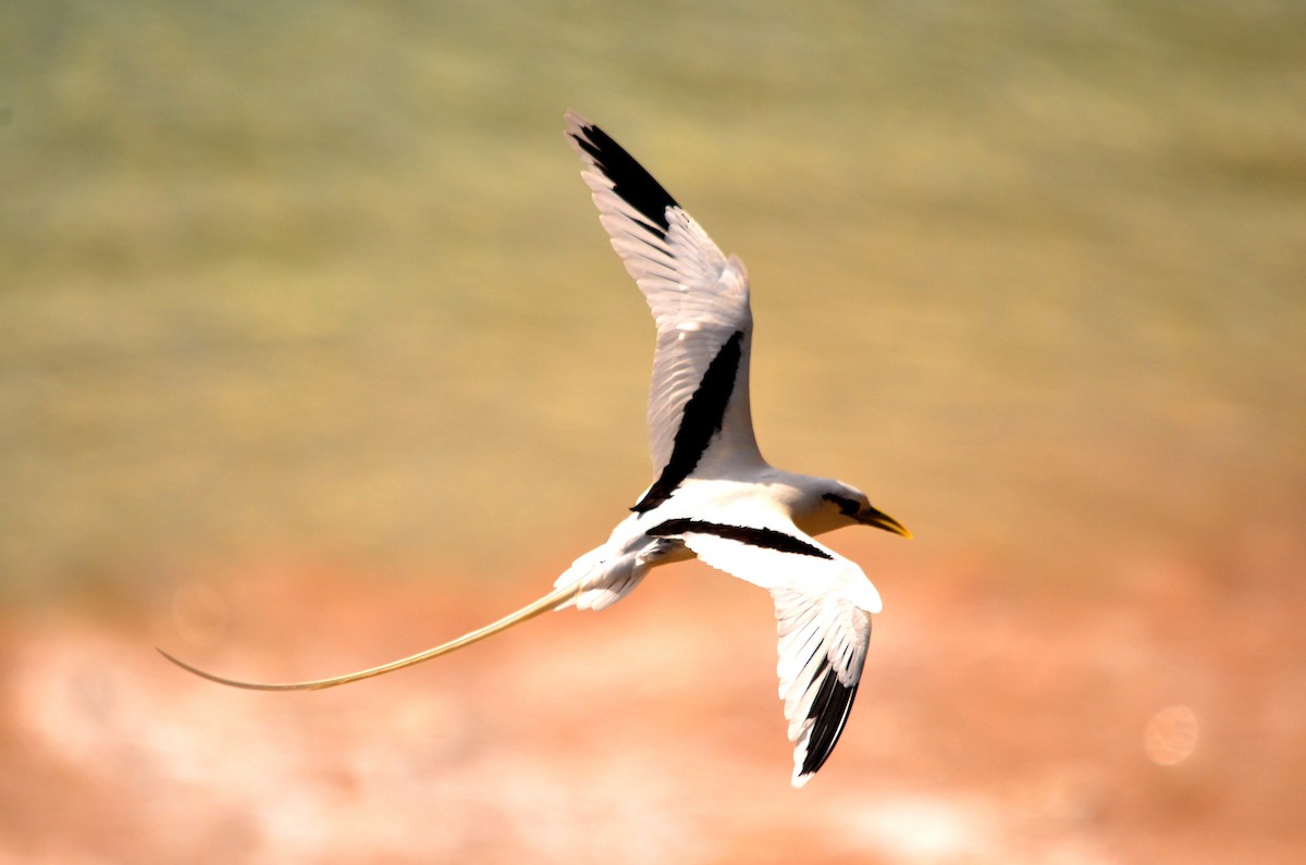 White-tailed Tropicbird - Luiz Carlos Ramassotti
