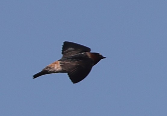 Cliff Swallow - Frank Gilliland
