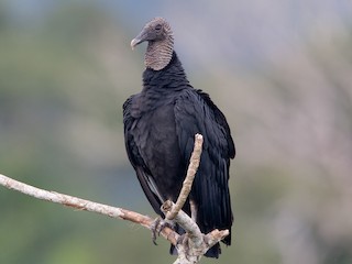  - Black Vulture