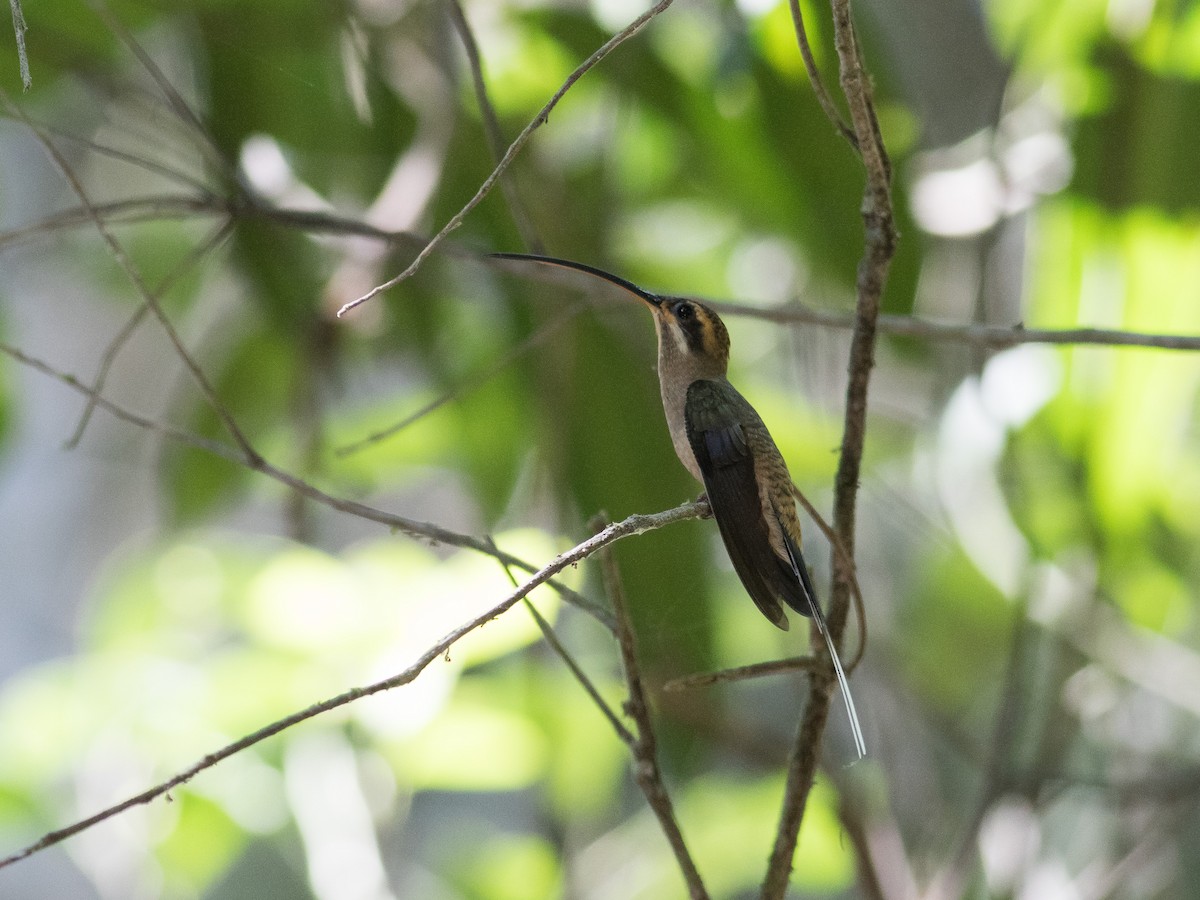 Мексиканский колибри-отшельник - ML321071331