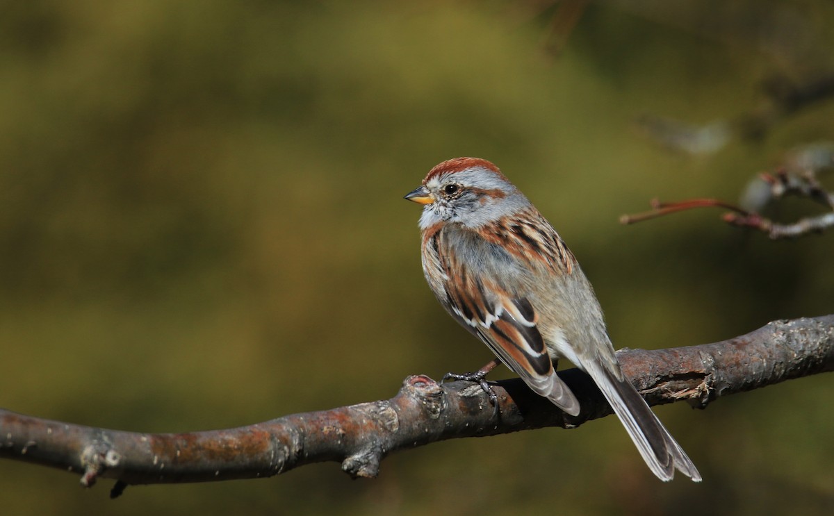 American Tree Sparrow - ML321071641