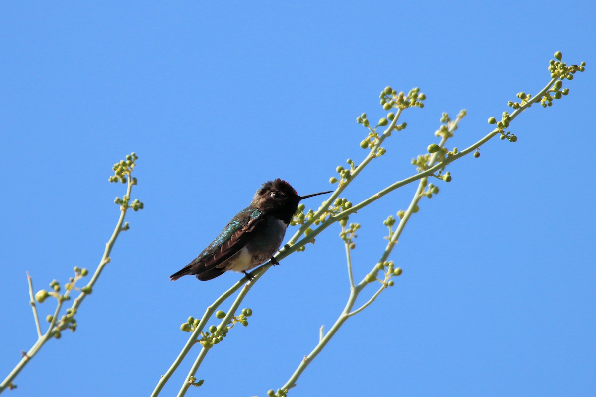 Anna's Hummingbird - ML321072551