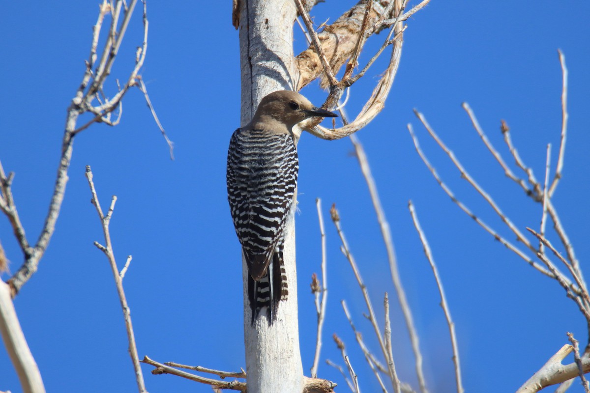 Gila Woodpecker - ML321072971