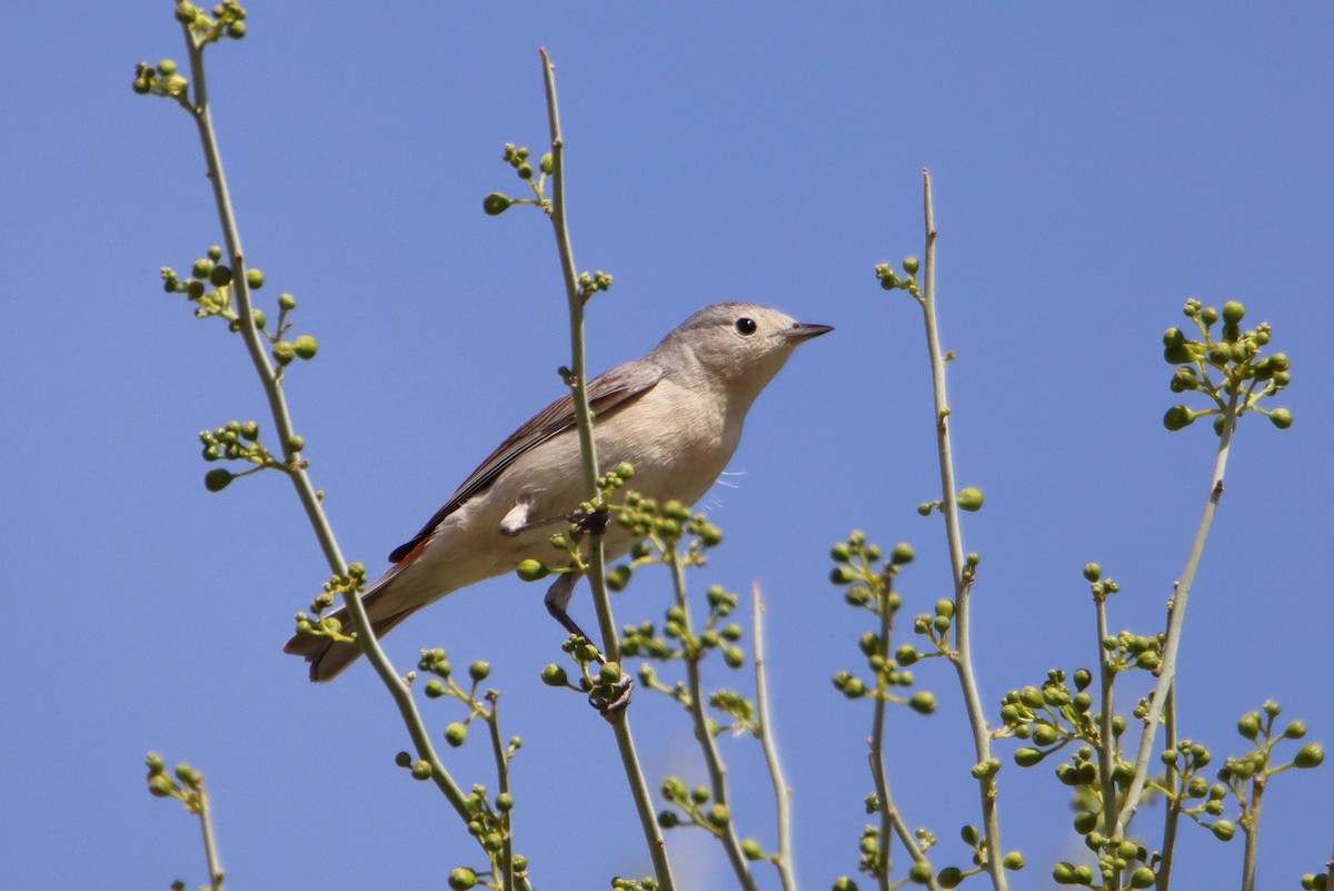 Lucy's Warbler - ML321074151