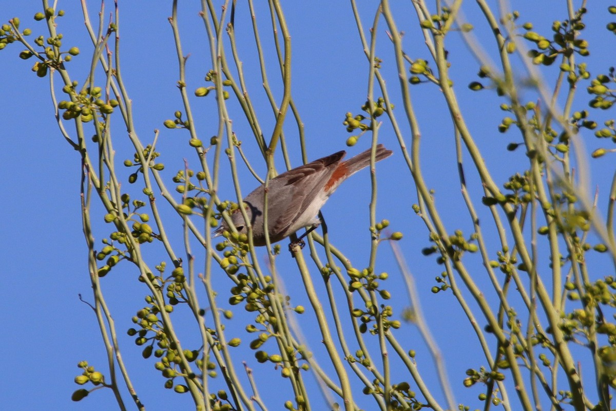 Lucy's Warbler - ML321074171