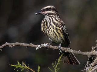  - Streaked Flycatcher