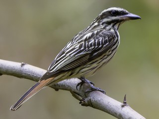  - Streaked Flycatcher