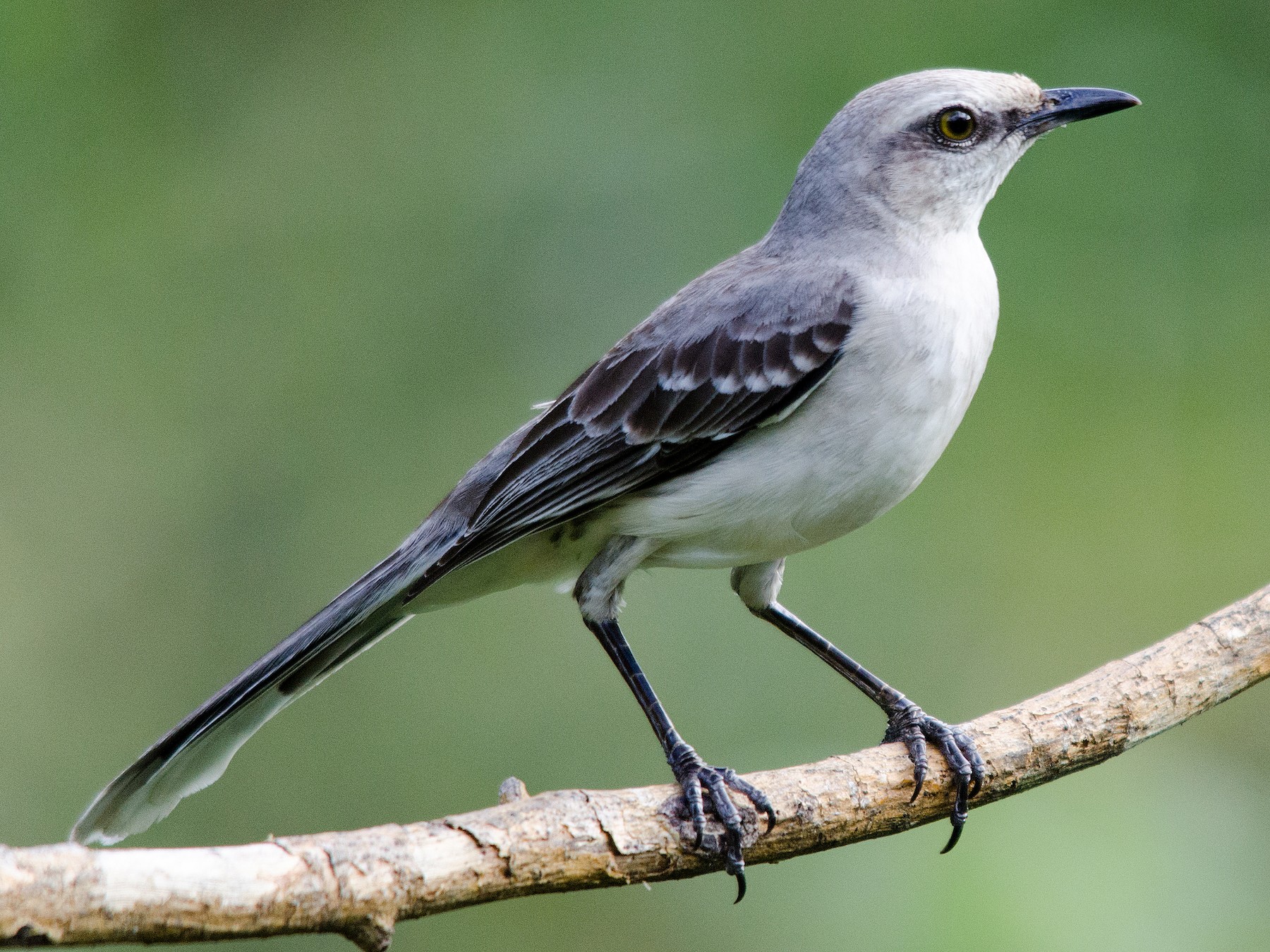 Tropical Mockingbird - North Carolina Bird Atlas