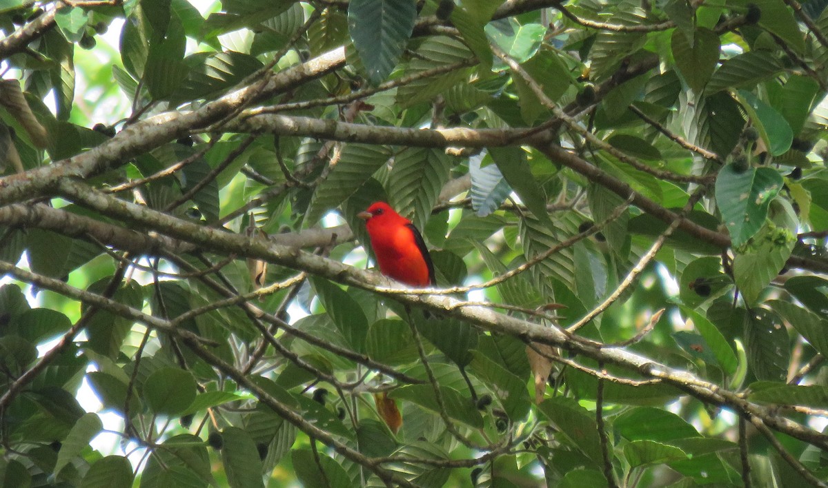 Scarlet Tanager - ML321079891