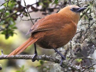  - Rufous Wren