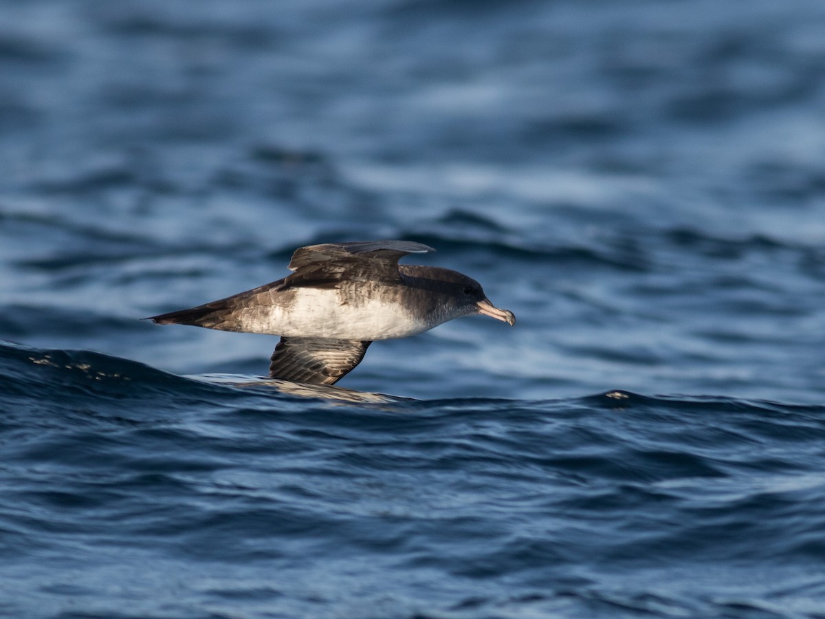 Pink-footed Shearwater - ML321080871