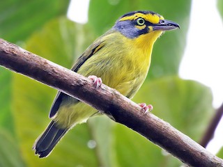  - Slaty-capped Shrike-Vireo