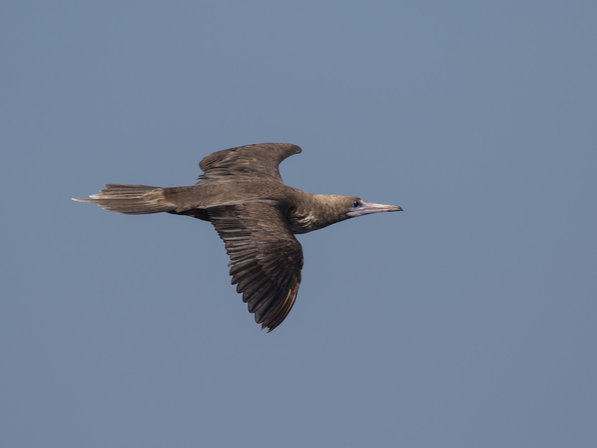 Red-footed Booby - ML321083501