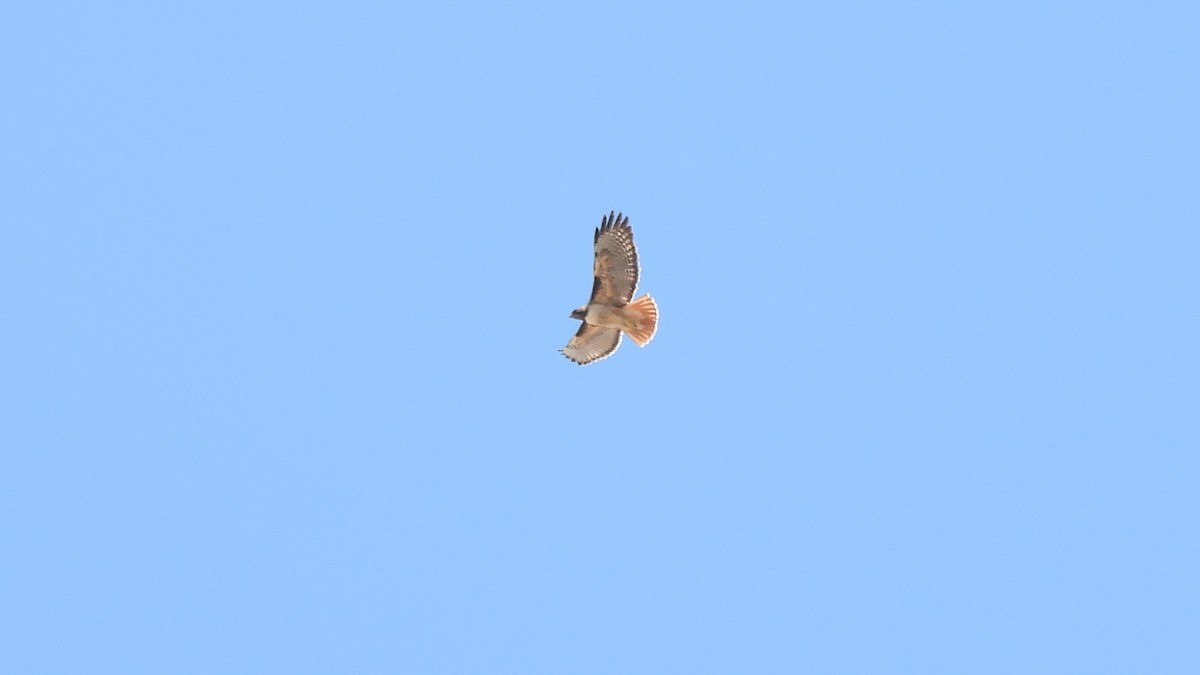 Red-tailed Hawk - ML321084241