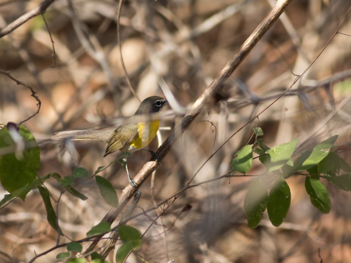Yellow-breasted Chat - ML321084611