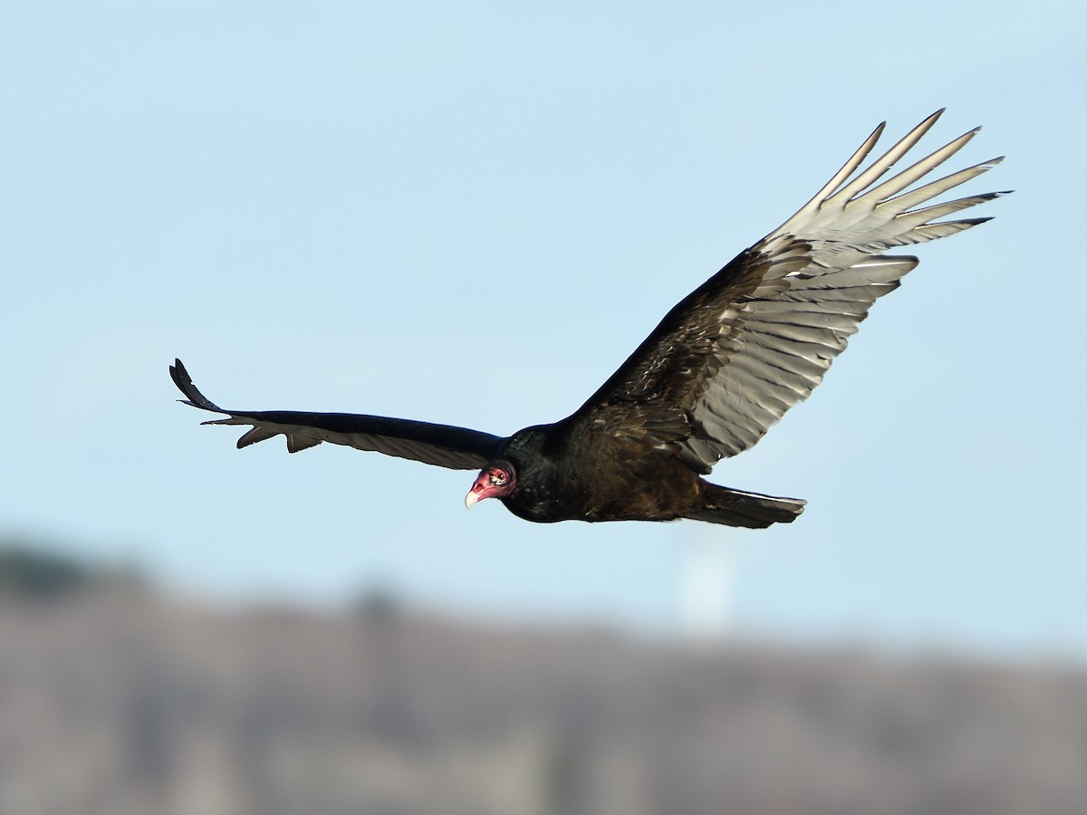 Turkey Vulture - Alexandre Terrigeol