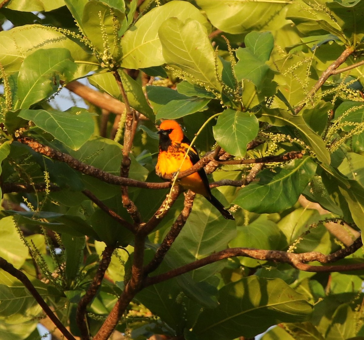 Spot-breasted Oriole - ML321096761