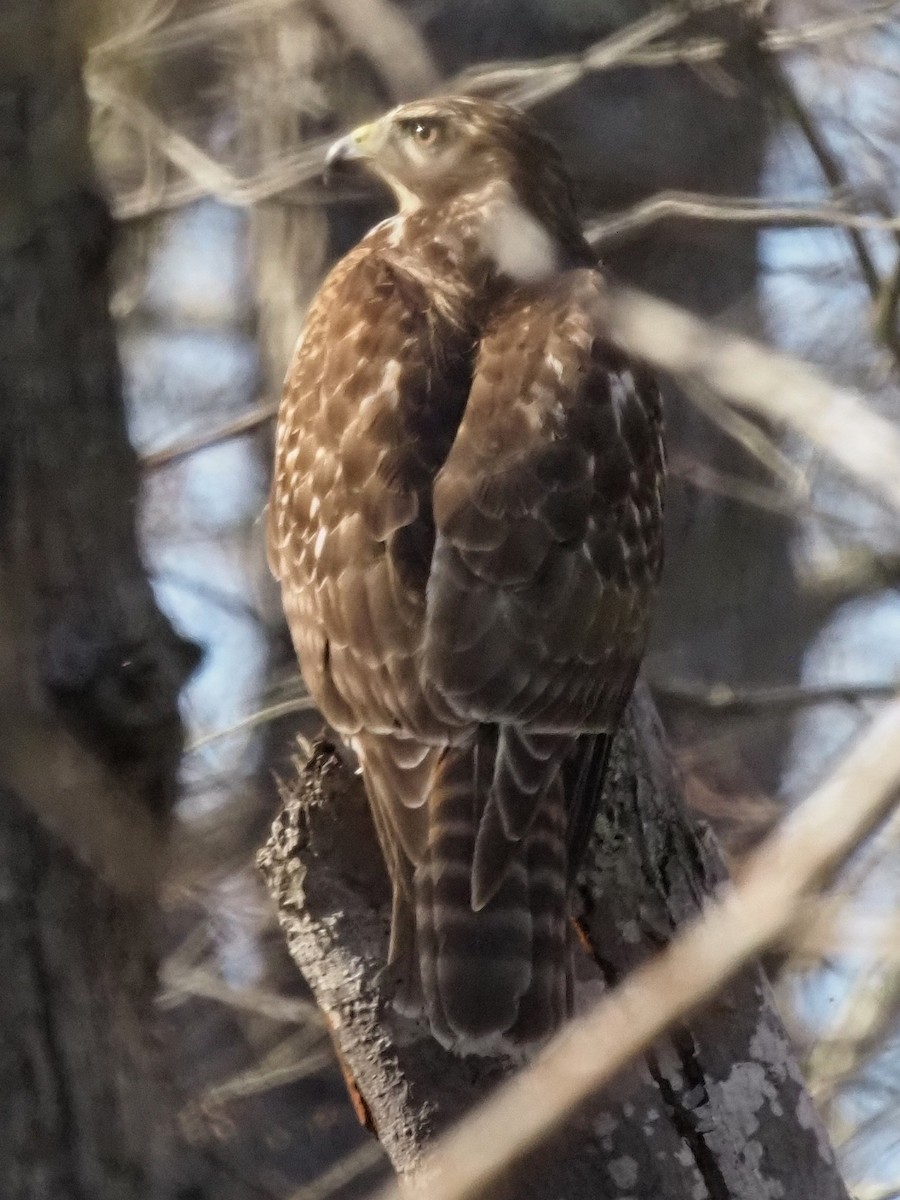 Red-tailed Hawk - ML321098931