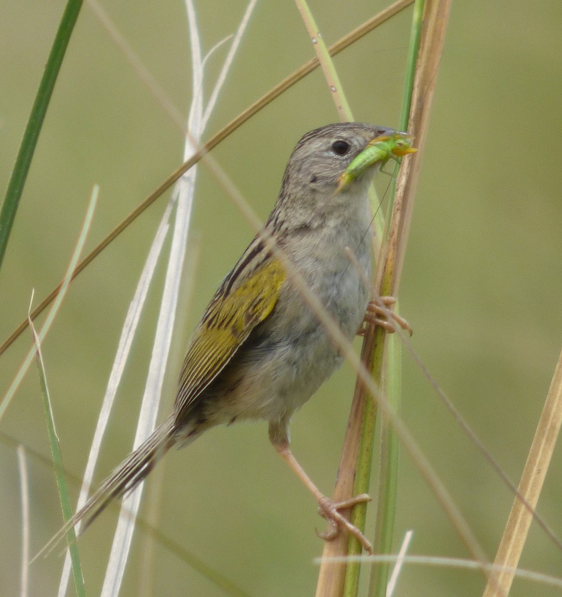 Lesser Grass-Finch - Gaspar Borra