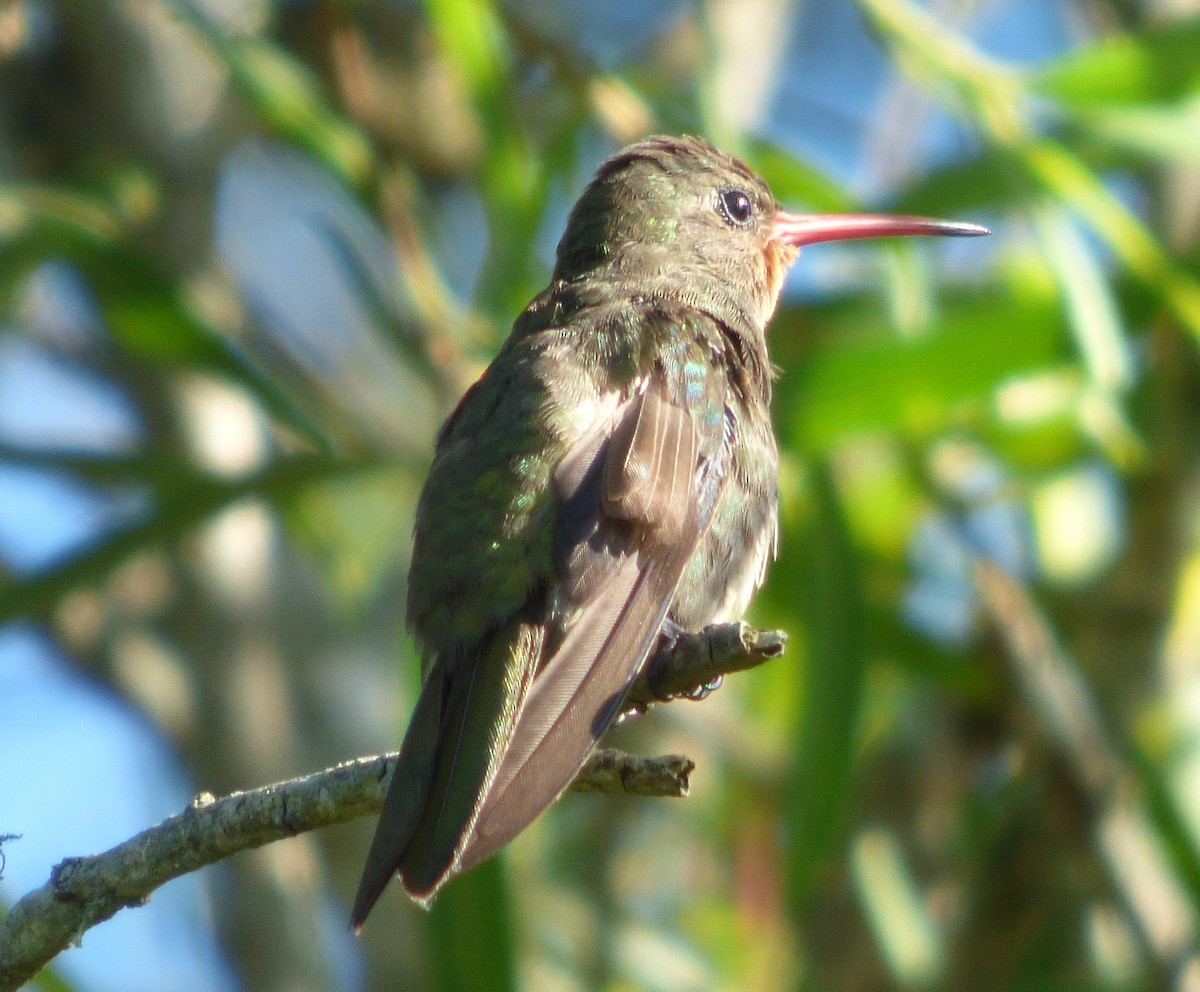 Gilded Hummingbird - ML321102691