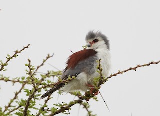  - Pygmy Falcon