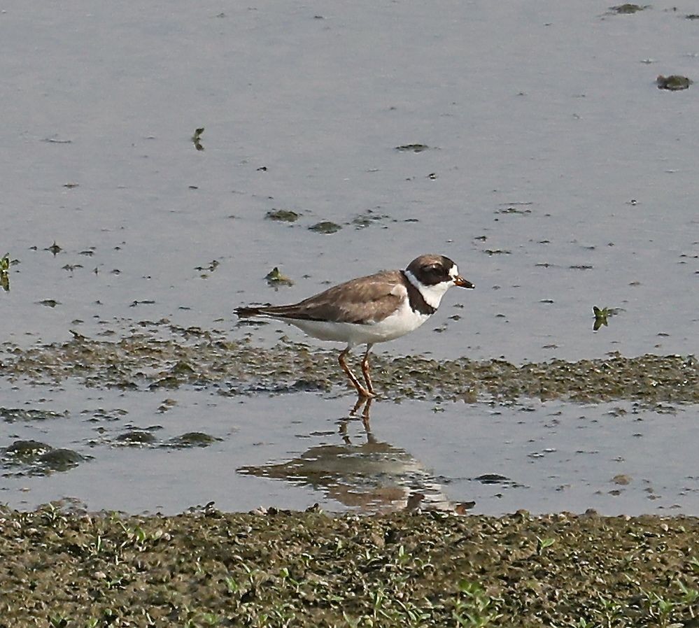 Semipalmated Plover - ML32111221