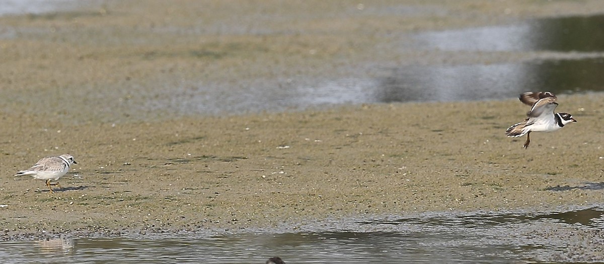Semipalmated Plover - ML32111281