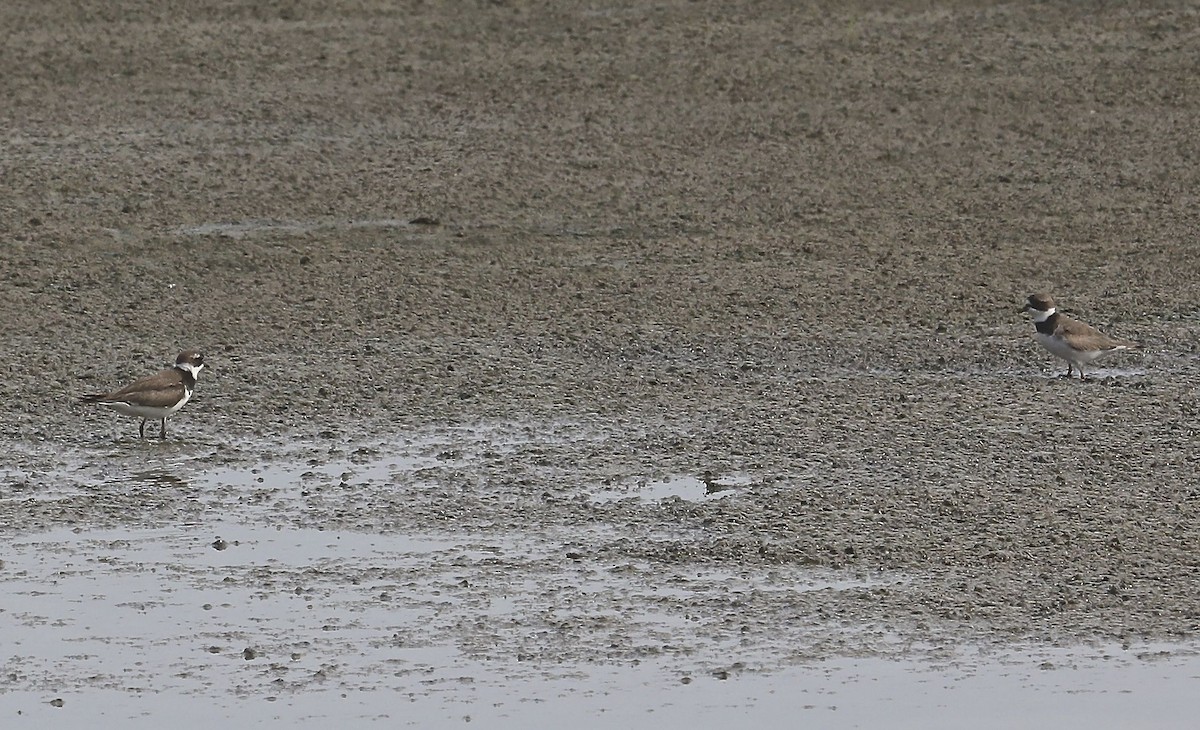 Semipalmated Plover - ML32111331