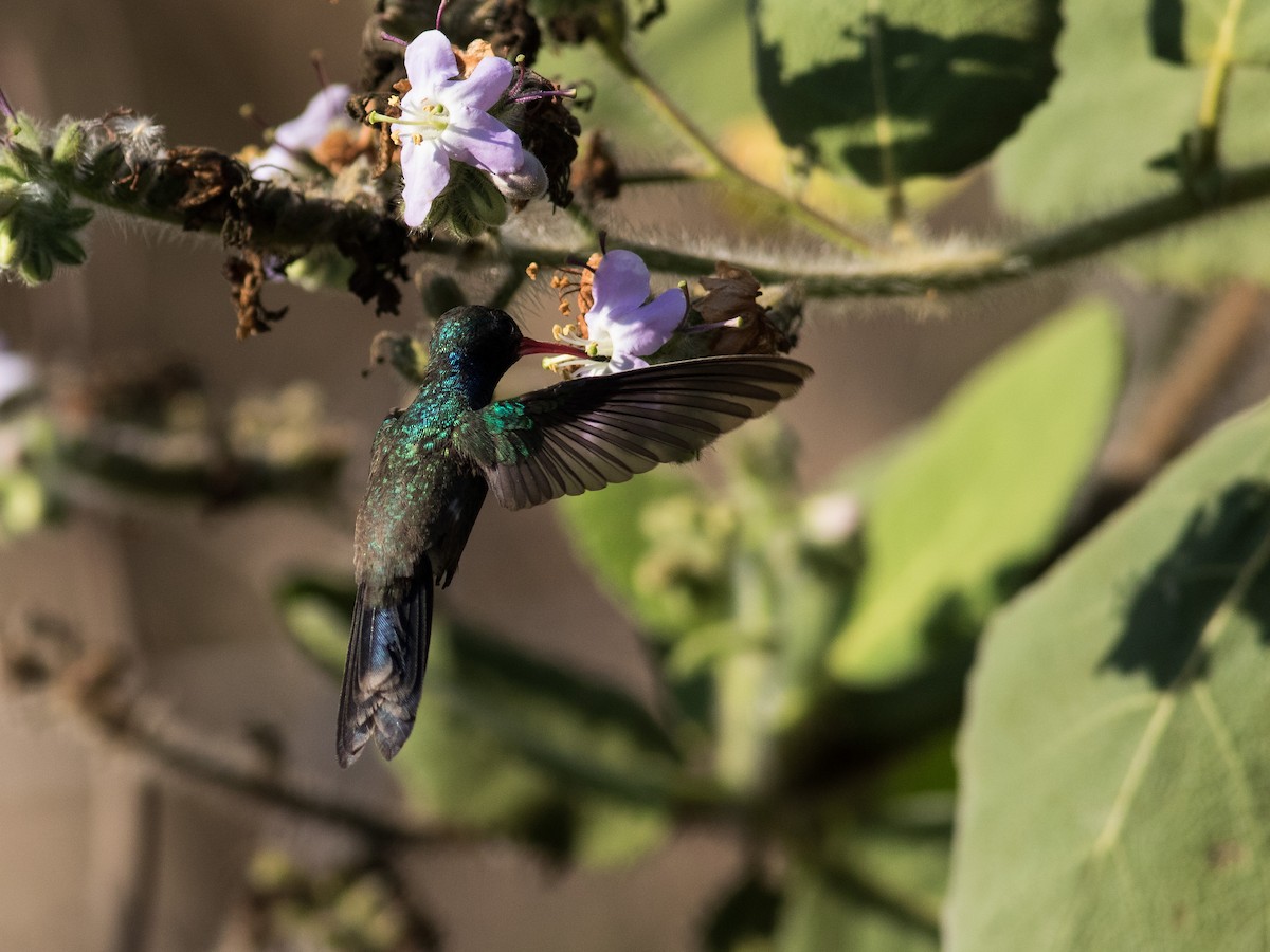 Turquoise-crowned Hummingbird - ML321113361