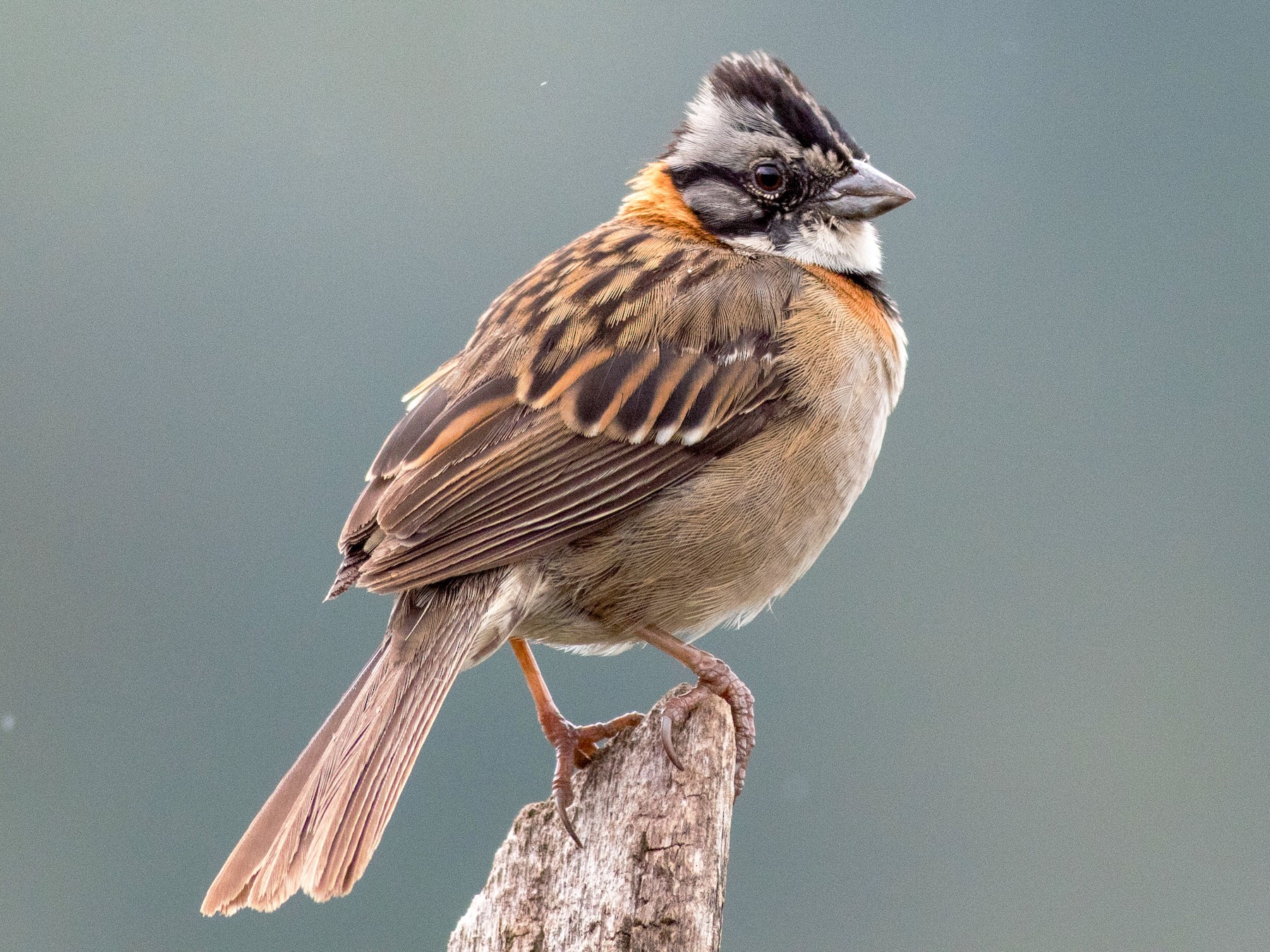 Rufous-collared Sparrow - Francis Canto Jr