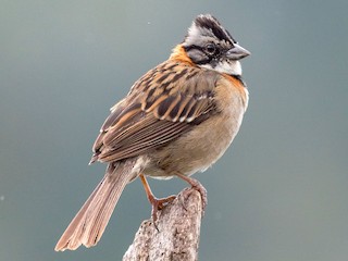  - Rufous-collared Sparrow