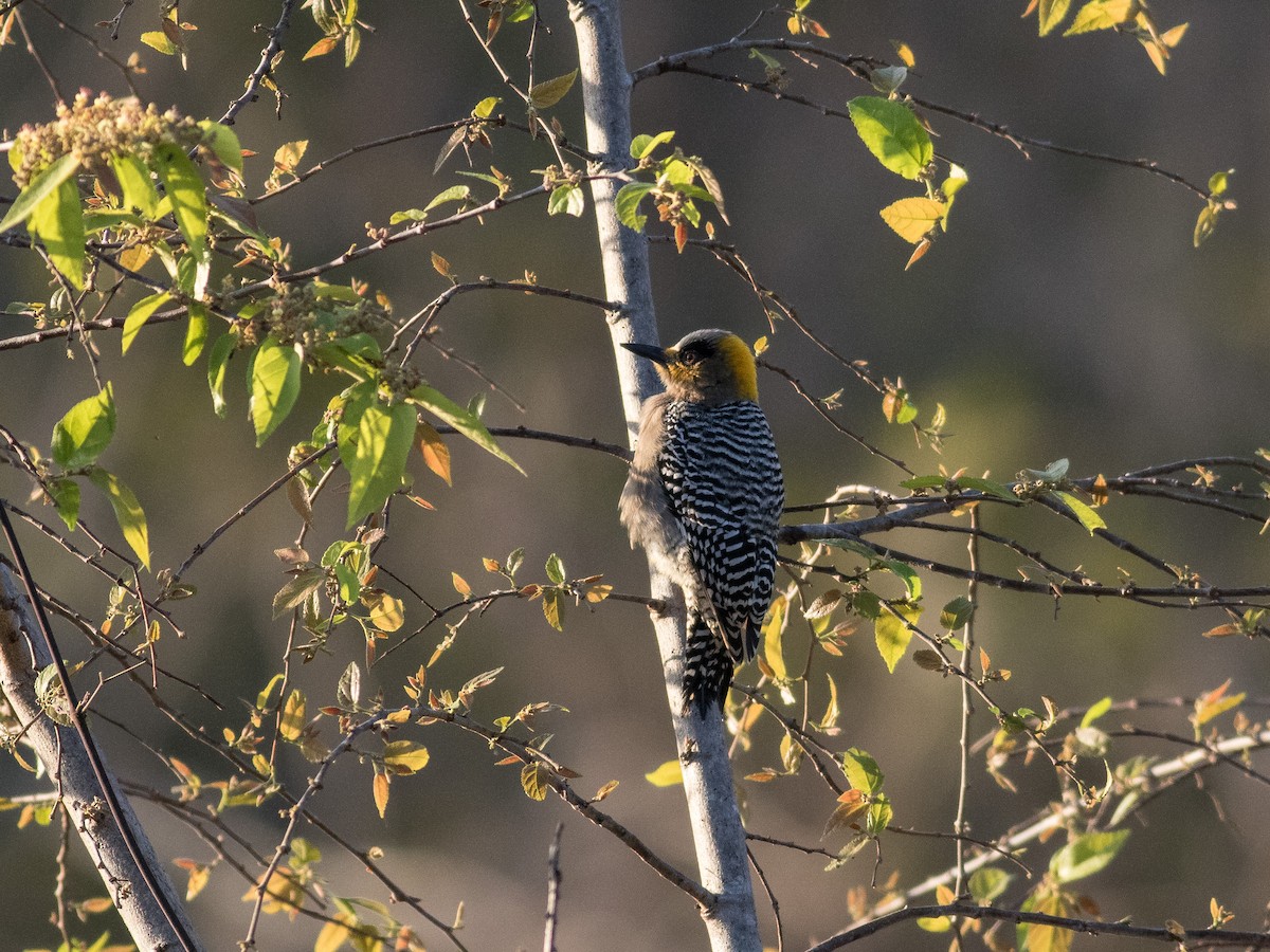 Golden-cheeked Woodpecker - ML321114271
