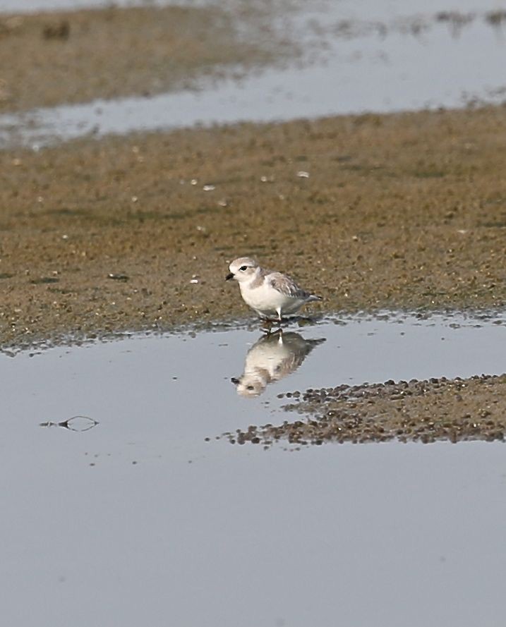 Piping Plover - ML32111511