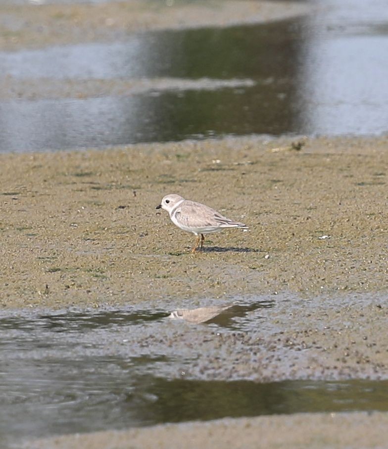 Piping Plover - ML32111551