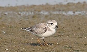 Piping Plover - ML32111691