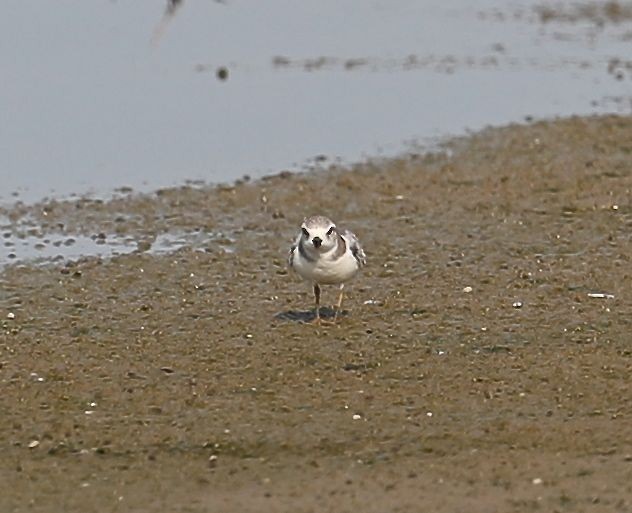 Piping Plover - ML32111701