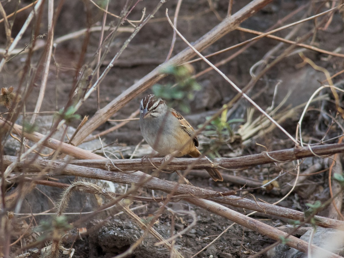Cinnamon-tailed Sparrow - matthew sabatine