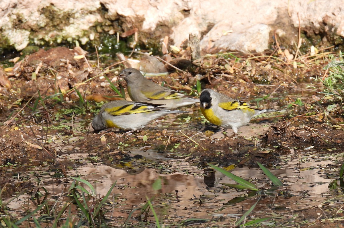 Lawrence's Goldfinch - ML321117241