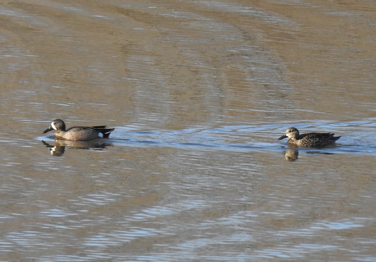 Blue-winged Teal - ML321118931