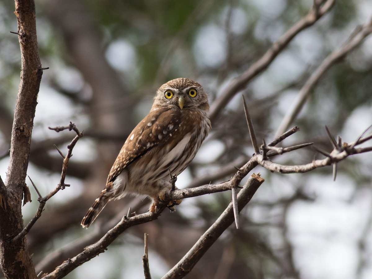 Ferruginous Pygmy-Owl - matthew sabatine