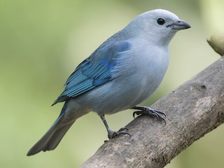  - Blue-gray Tanager