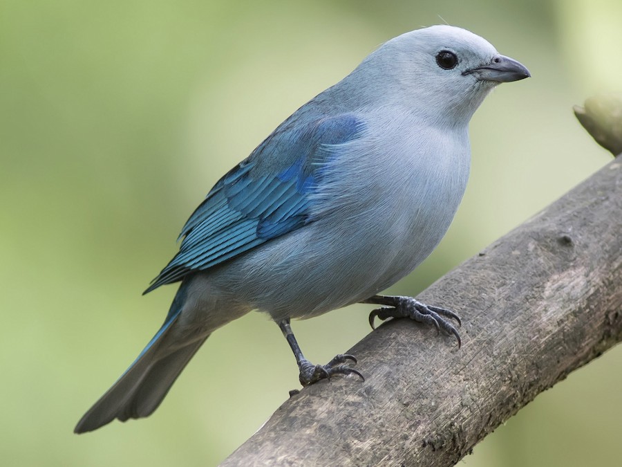 Blue-gray Tanager - eBird