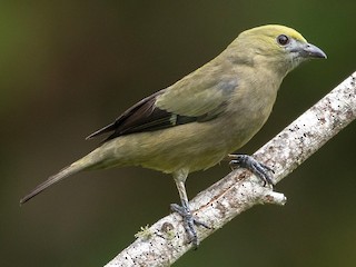  - Palm Tanager