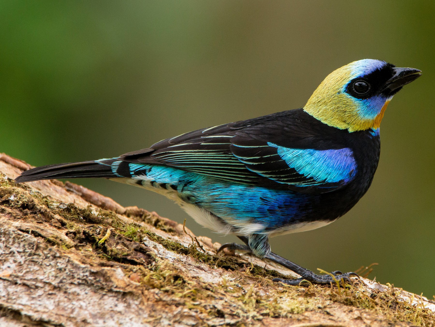 Golden-hooded Tanager - eBird